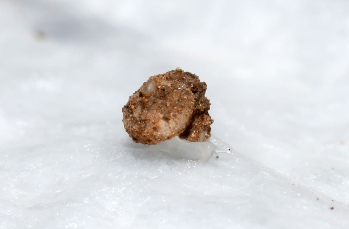 Translucent microsnail smaller than a pinhead with star-shaped dirt patterns on shell