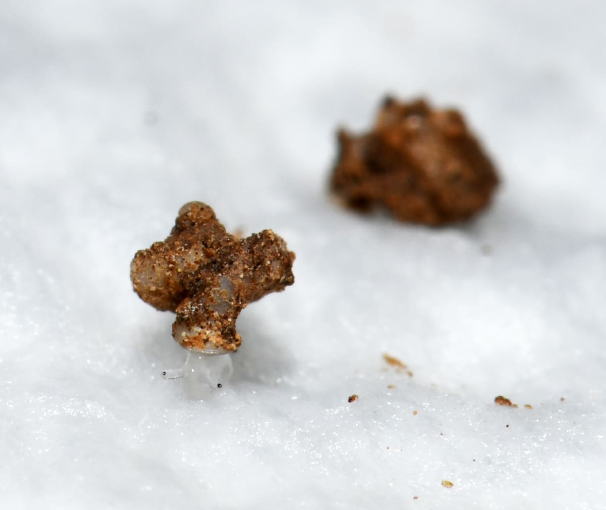 Pinhead-Sized Snail Discovery Lights Up Cambodia Caves - Image 4