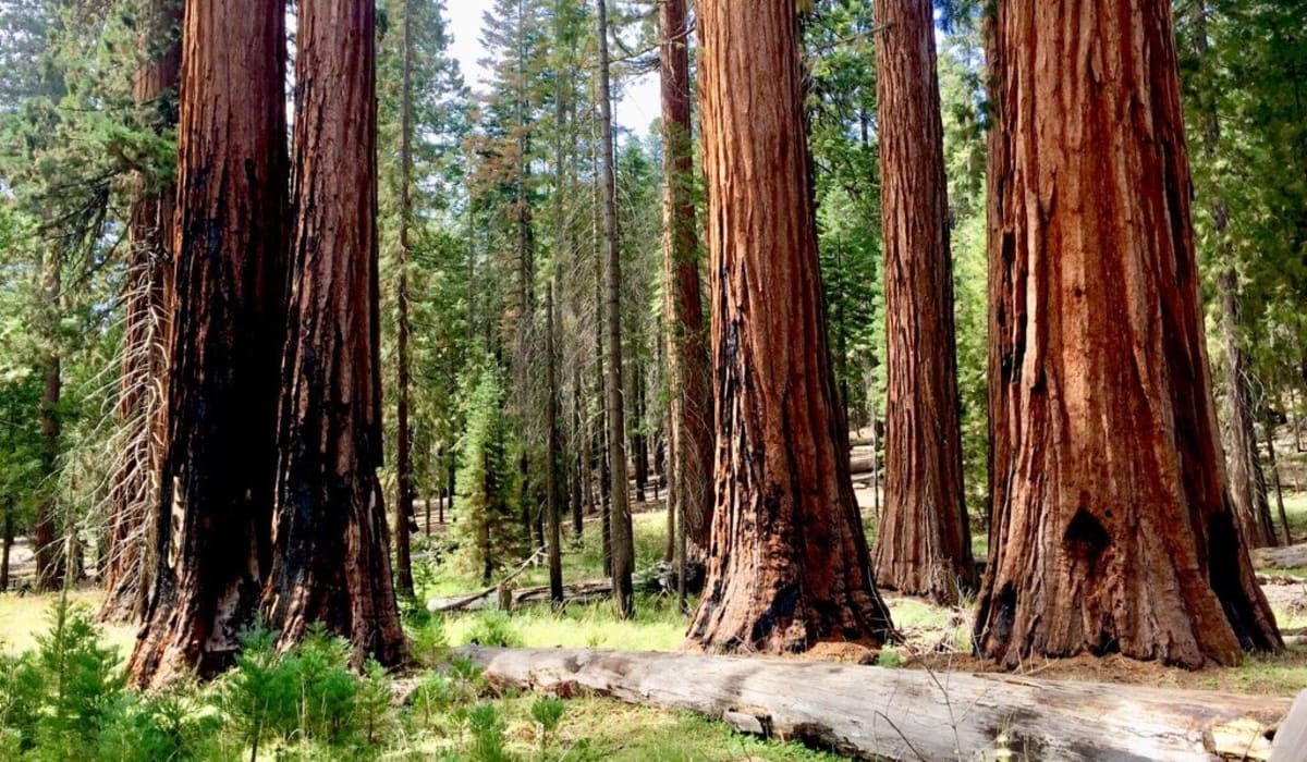 ** Conservation professionals gathering in supportive community workshop discussing mental health and resilience building