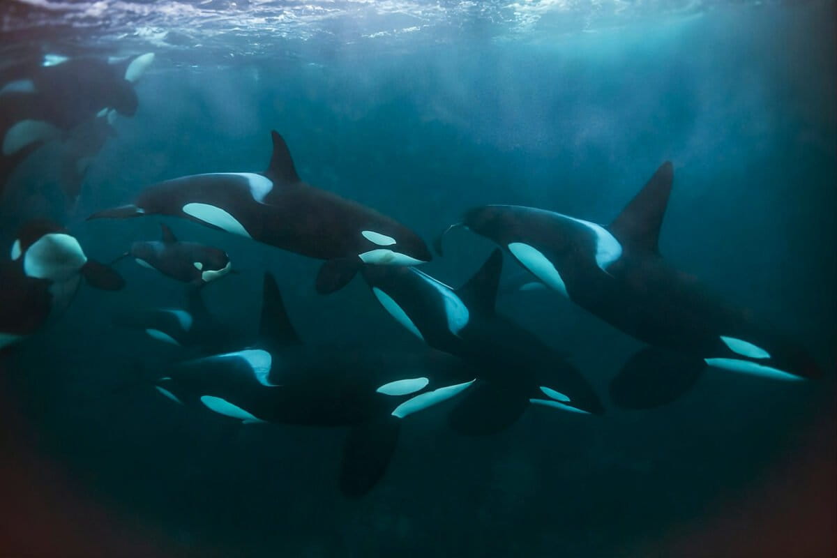 AI Alerts Save Endangered Orcas From Boats in Real Time - Image 2