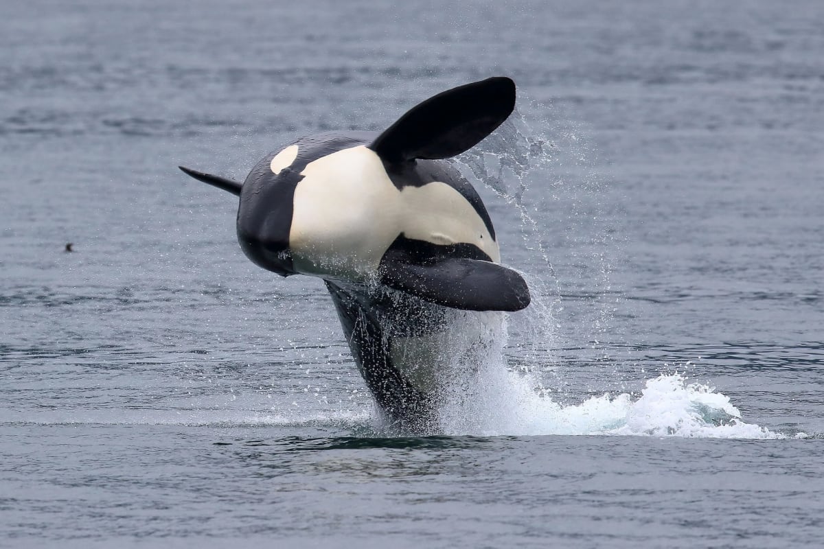 AI Alerts Save Endangered Orcas From Boats in Real Time - Image 4