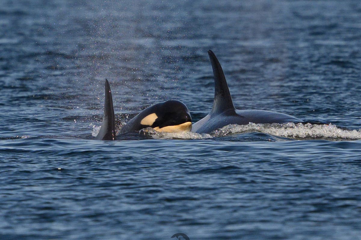 AI Alerts Save Endangered Orcas From Boats in Real Time - Image 5