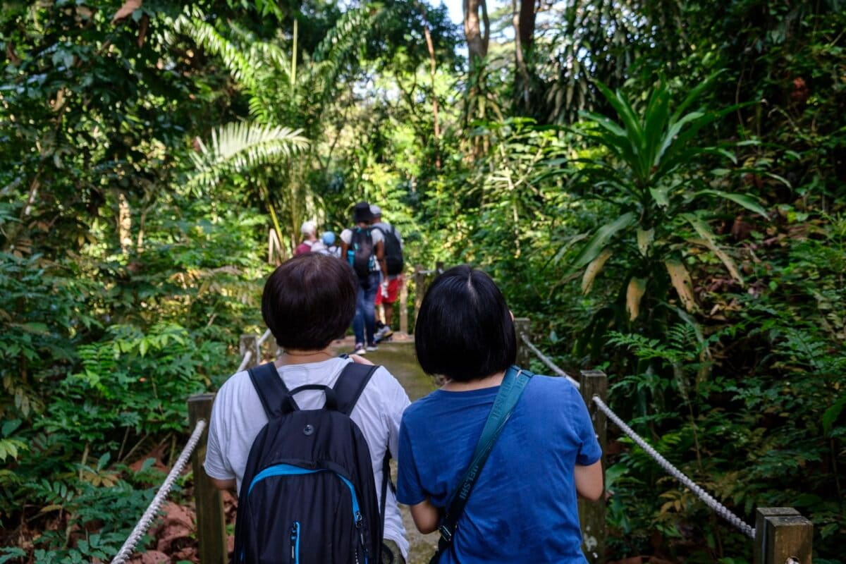 Singapore Volunteers Help Save Critically Endangered Langurs - Image 2