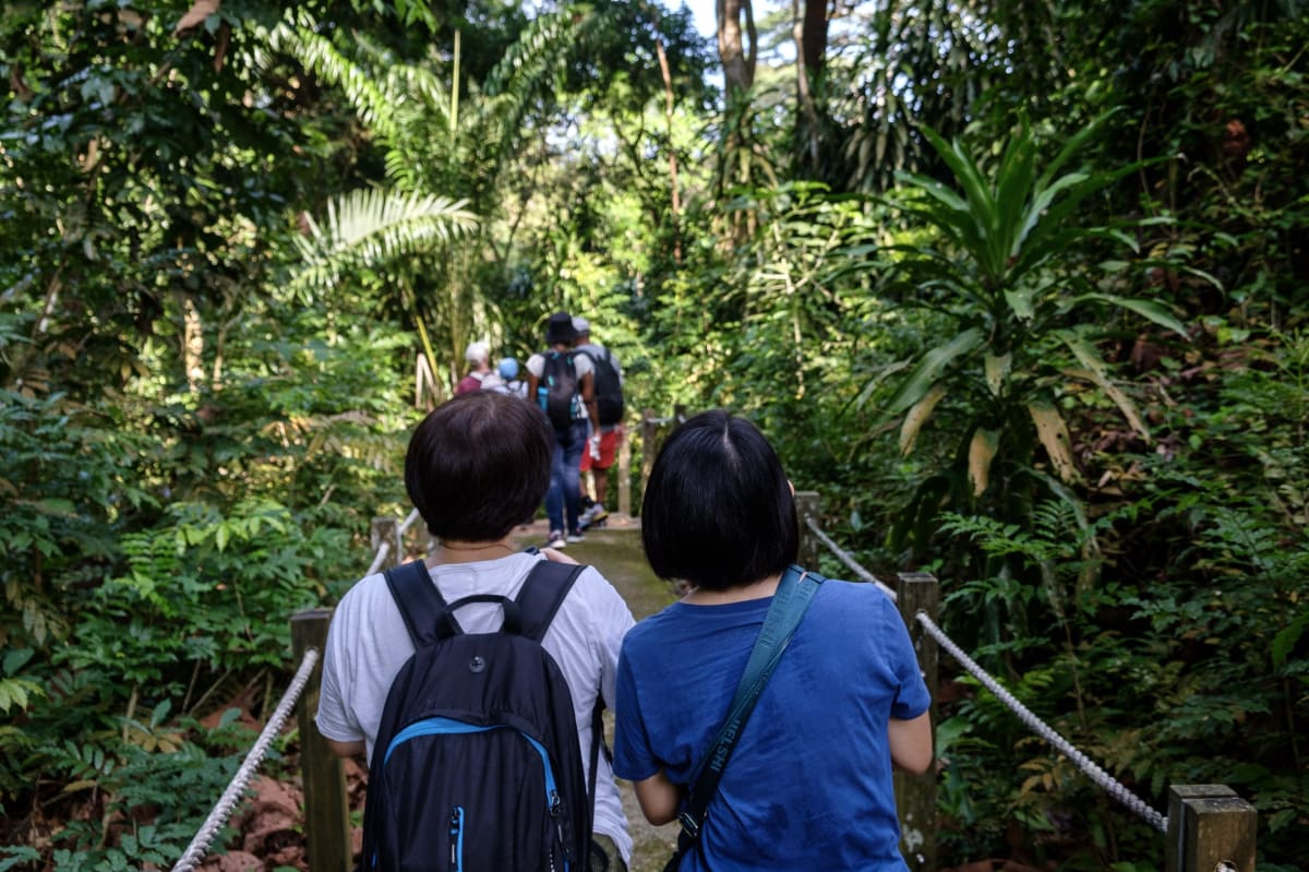 Raffles' banded langur monkey sitting in tree canopy in Singapore forest reserve