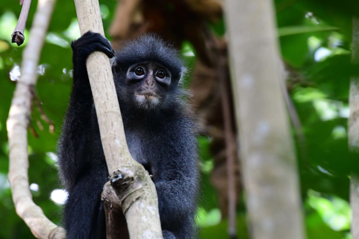 Singapore Volunteers Help Save Critically Endangered Langurs - Image 4
