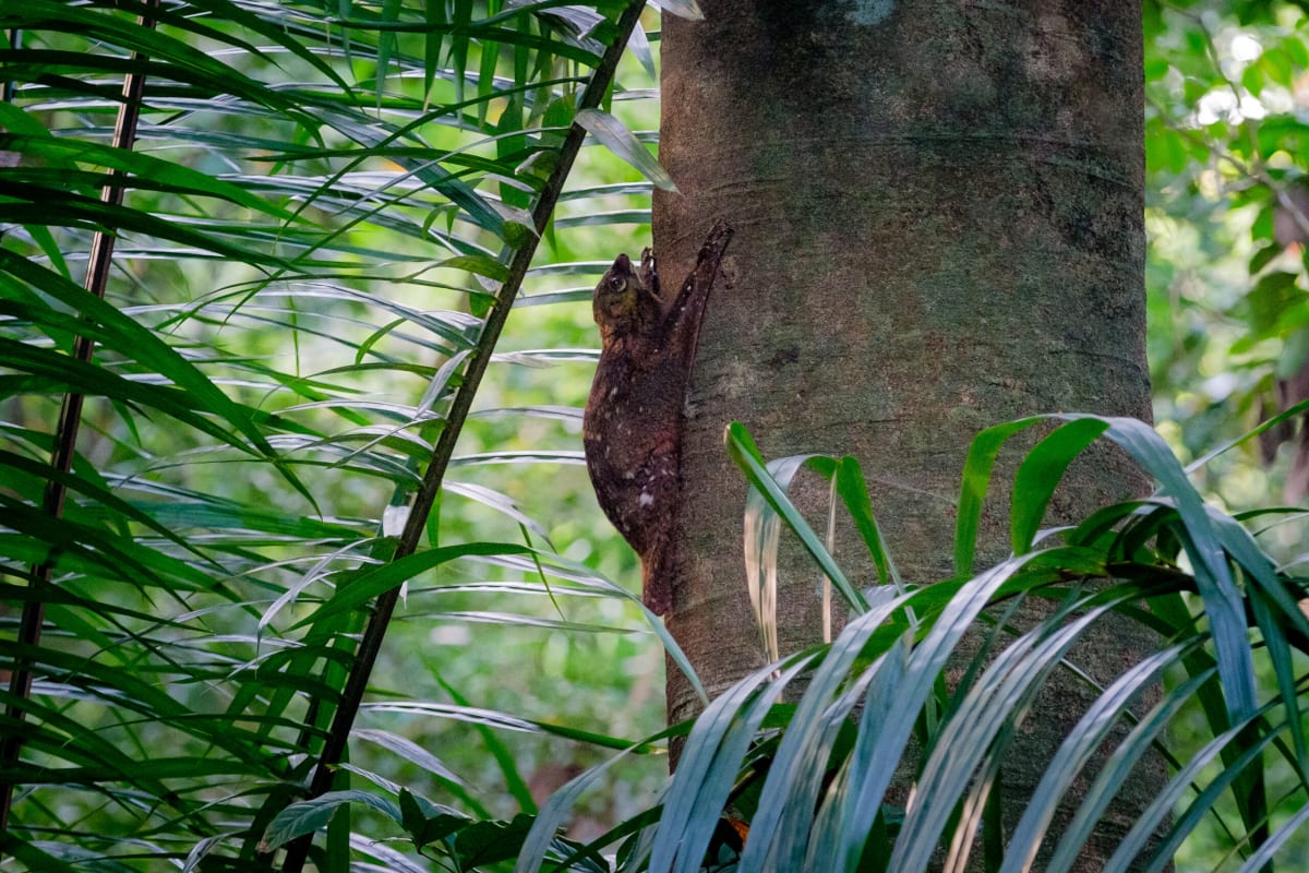 Singapore Volunteers Help Save Critically Endangered Langurs - Image 5