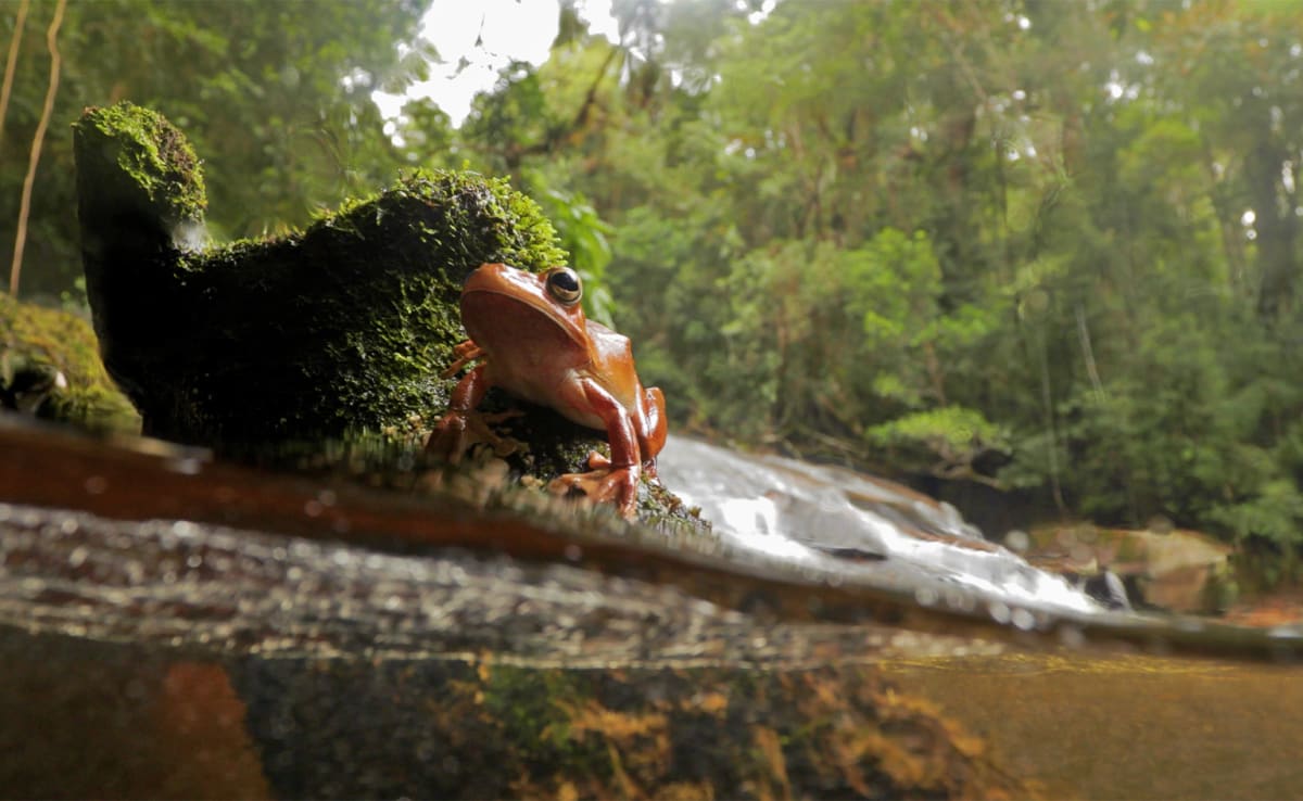 Linking Frog Habitats Boosts Disease-Fighting Microbes - Image 4