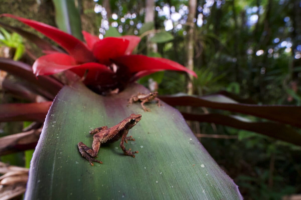 Linking Frog Habitats Boosts Disease-Fighting Microbes - Image 2