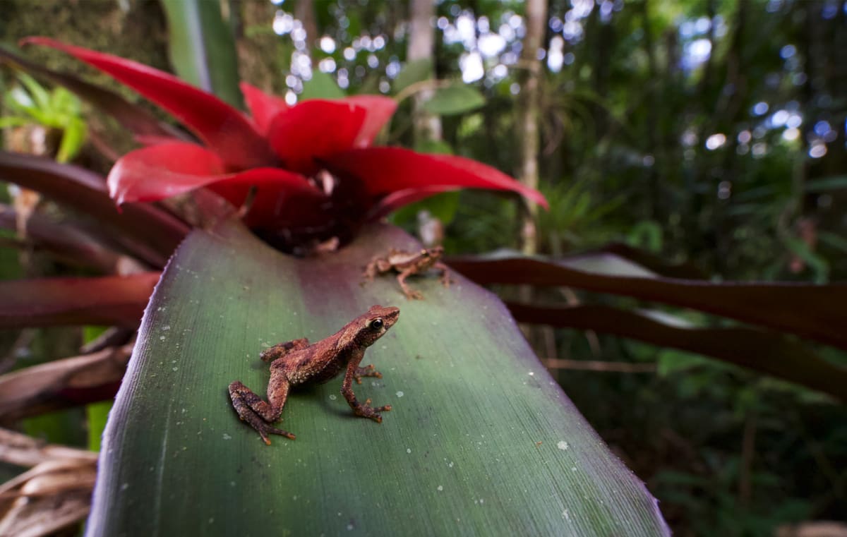 Linking Frog Habitats Boosts Disease-Fighting Microbes