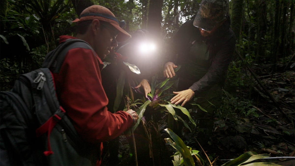 Linking Frog Habitats Boosts Disease-Fighting Microbes - Image 5