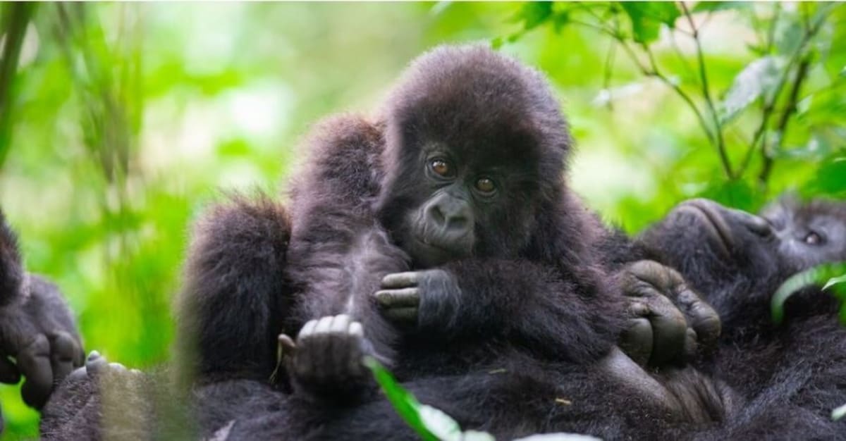 Forest ranger using smartphone technology to monitor mountain gorillas in Central African protected area