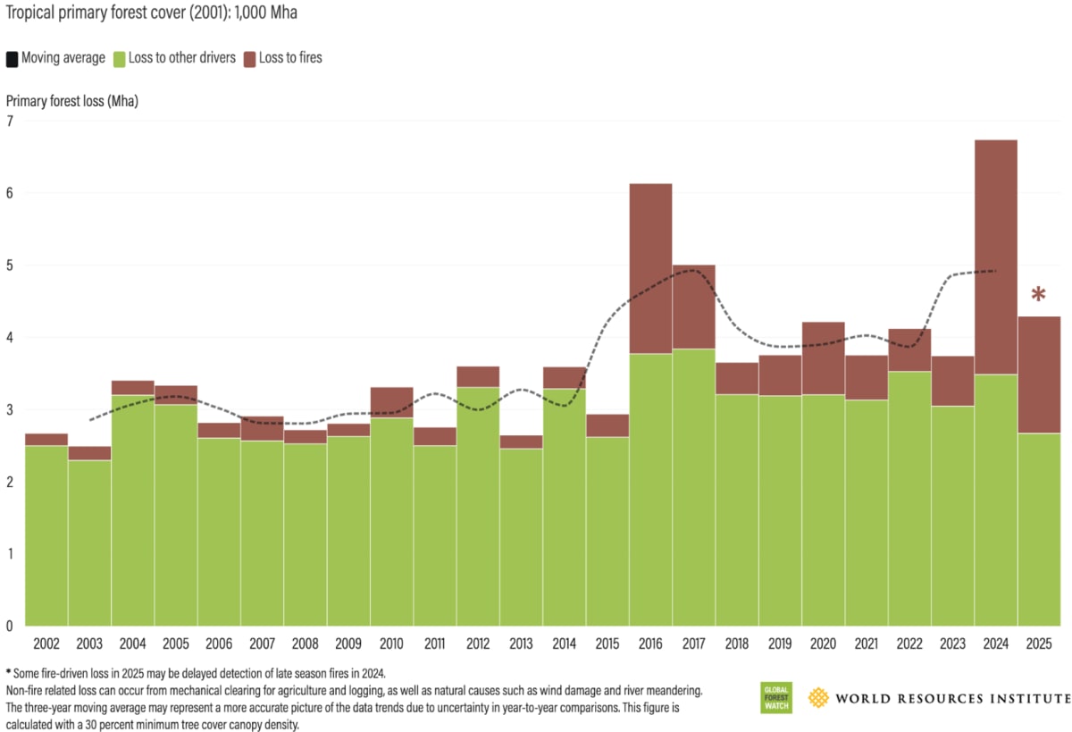 Tropical Forest Loss Drops 36% in Hopeful Climate Win - Image 4
