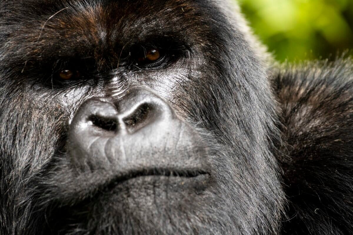 Netflix Captures Once-in-a-Decade Gorilla Behavior on Film - Image 2