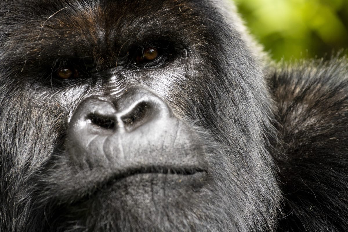 Male mountain gorilla Ubwuzu in Rwanda's Volcanoes National Park featured in Netflix documentary
