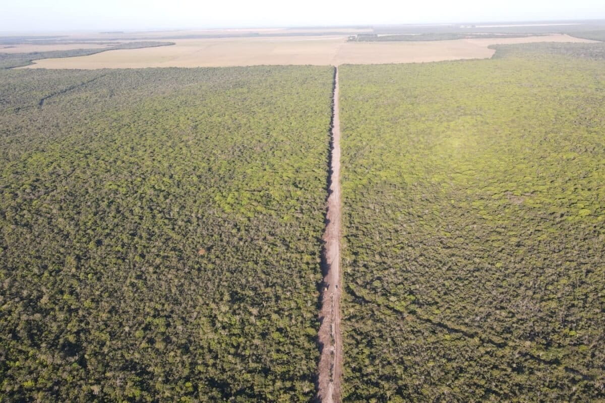 Brazil Pays Farmers to Protect Forests They Can Legally Cut - Image 2