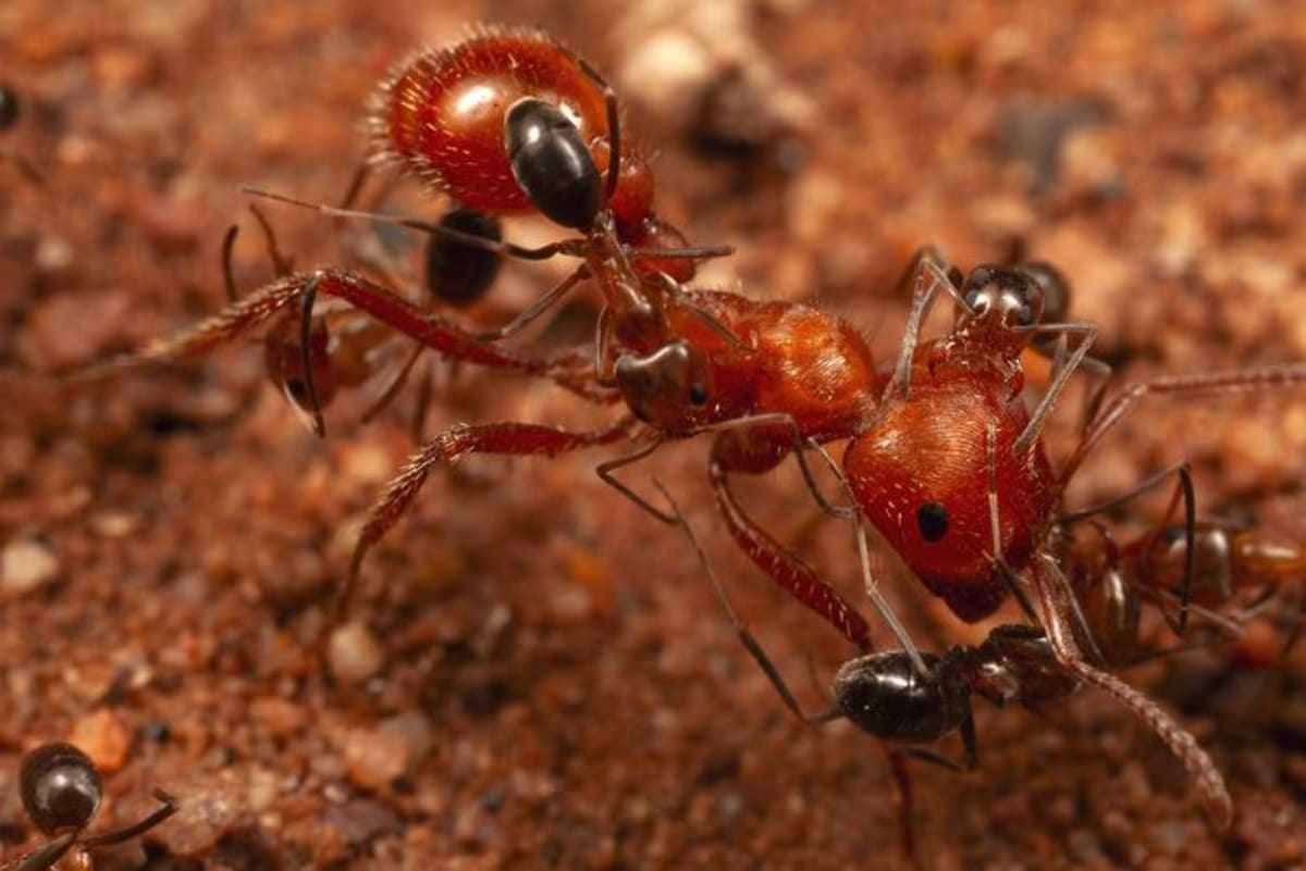 Small cone ants grooming a larger harvester ant worker in Arizona desert habitat