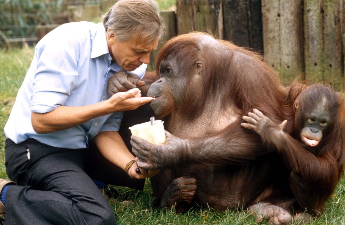 David Attenborough Turns 100 Still Sharing Earth's Wonders - Image 5