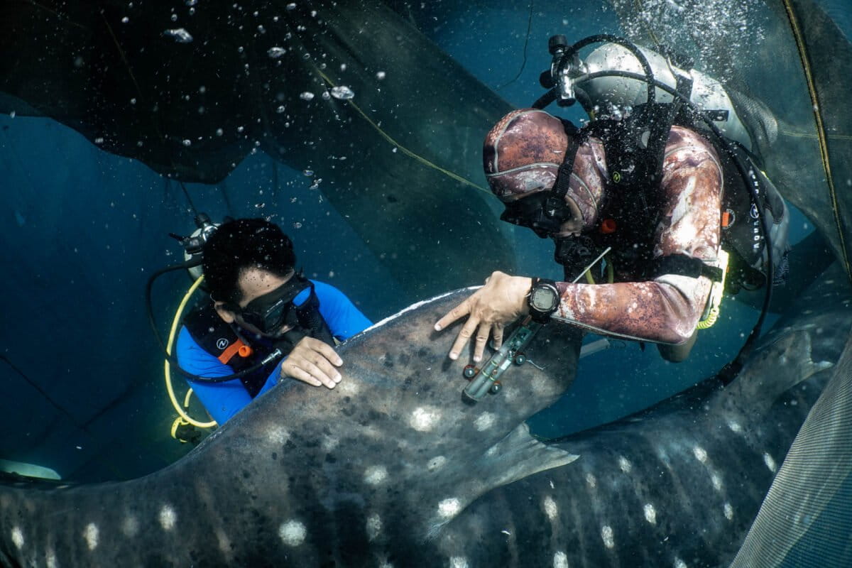 10-Year Whale Shark Study Creates New Protected Area - Image 2