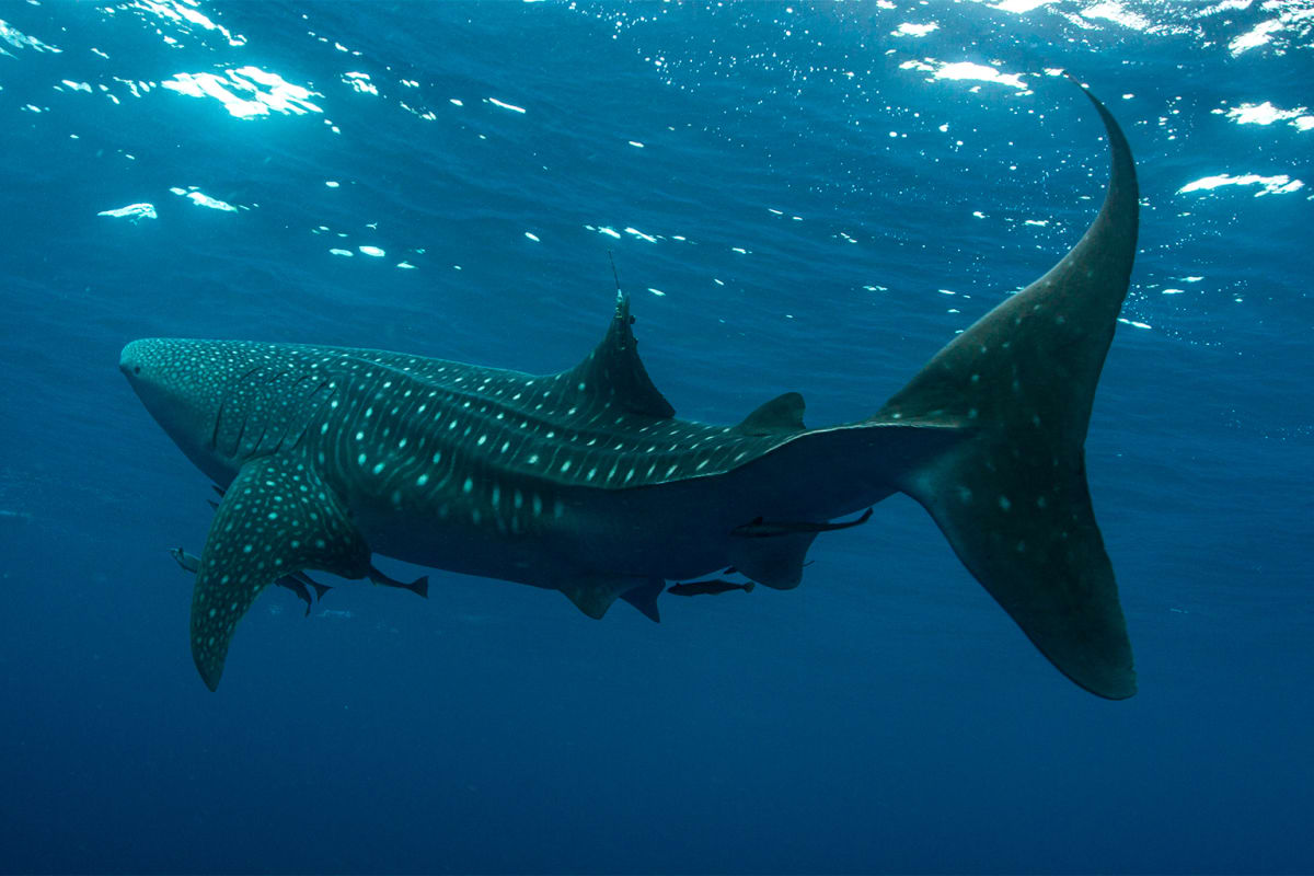 10-Year Whale Shark Study Creates New Protected Area - Image 4