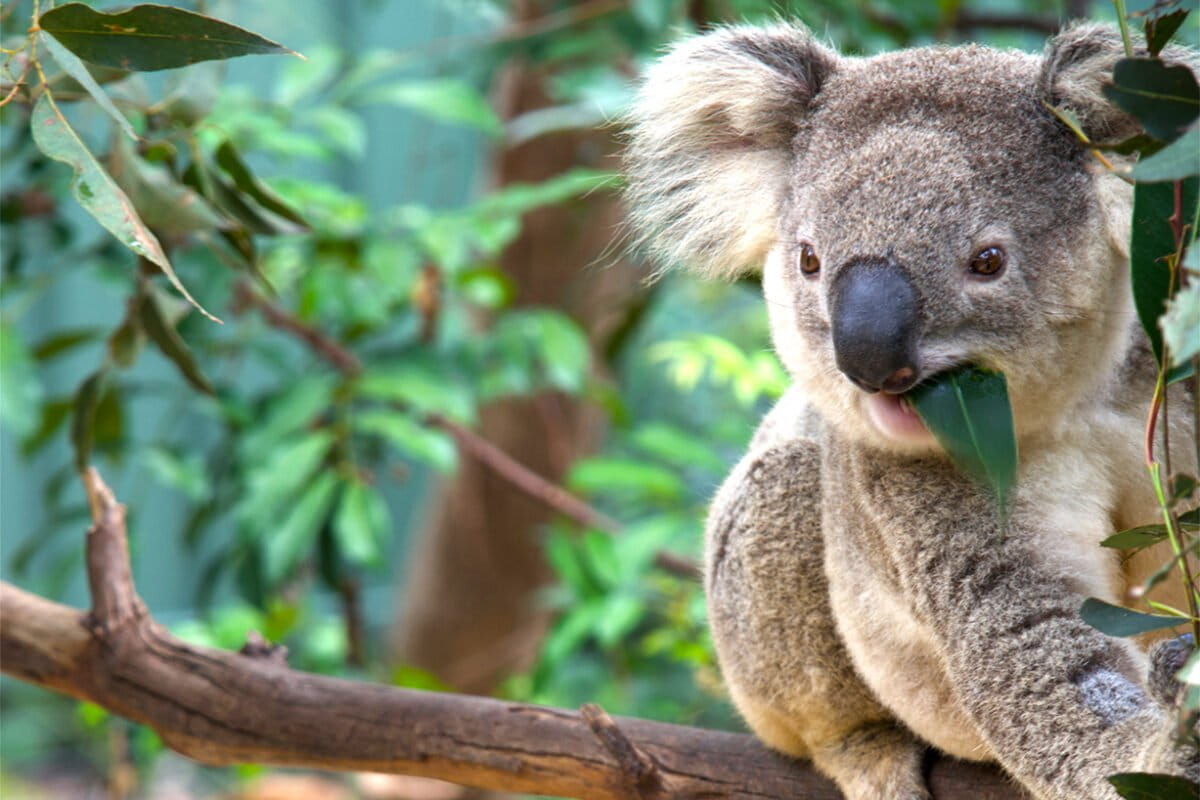 Australia Creates Great Koala National Park in New South Wales - Image 2
