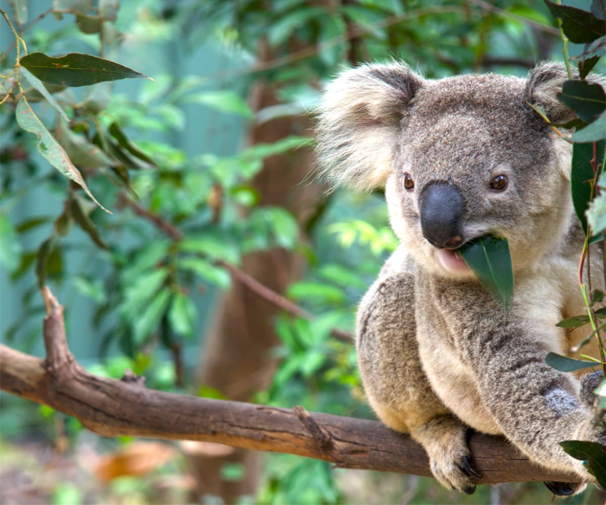 Australia Creates Great Koala National Park in New South Wales