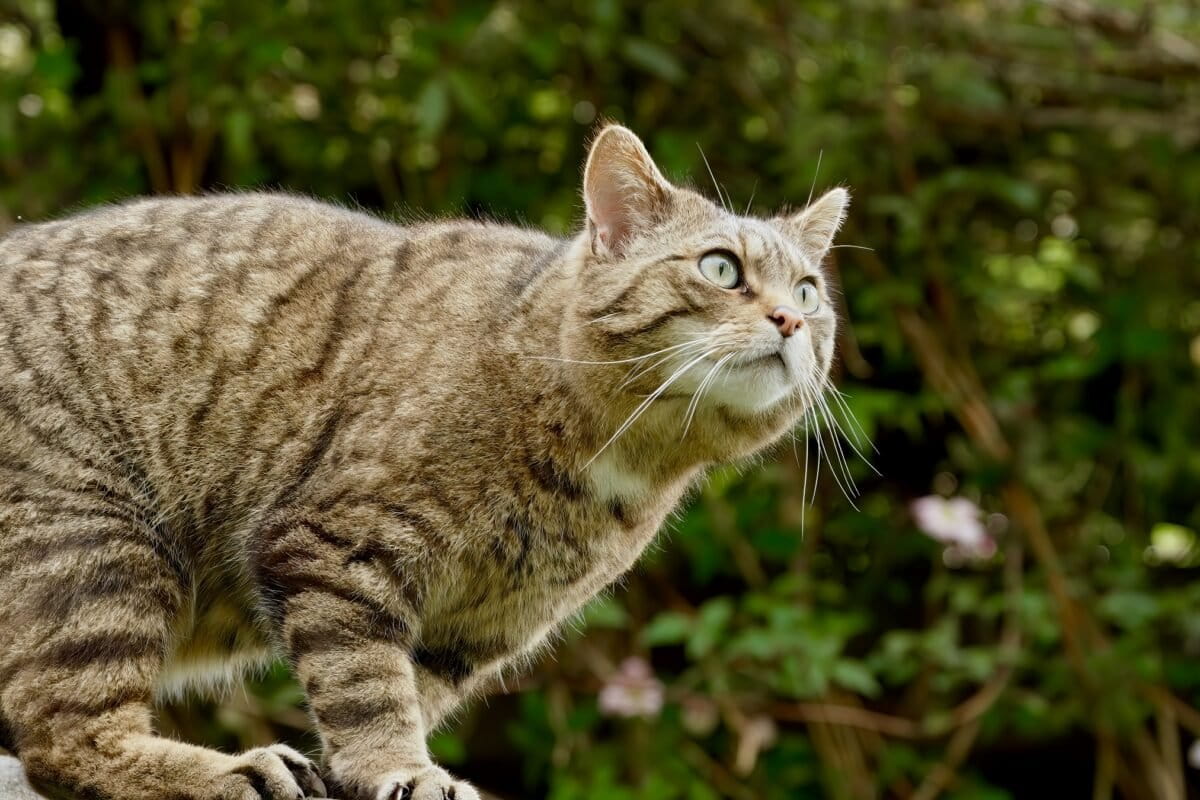 Wildcats Return to Czech Mountains After 100 Years - Image 2