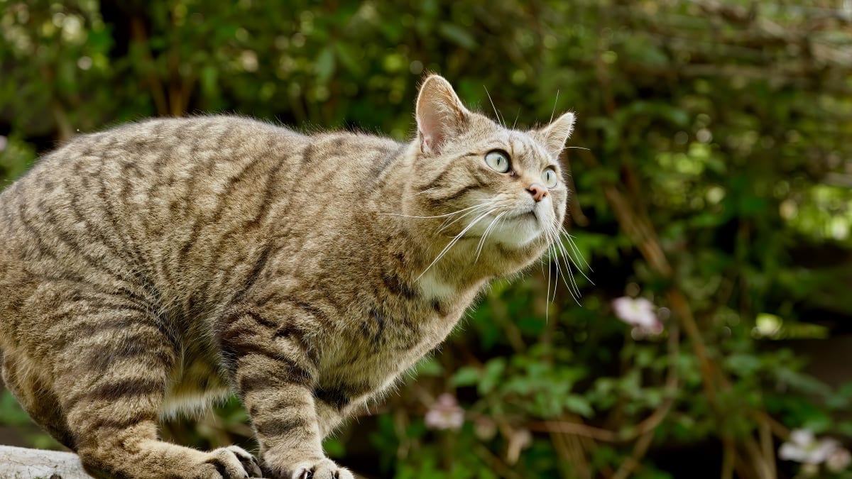 Wildcats Return to Czech Mountains After 100 Years