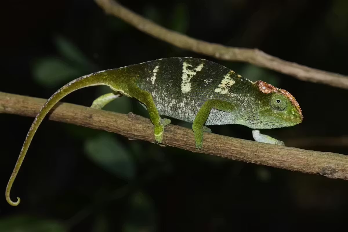 Four Mountains in Mozambique Hide Four New Chameleon Species - Image 2