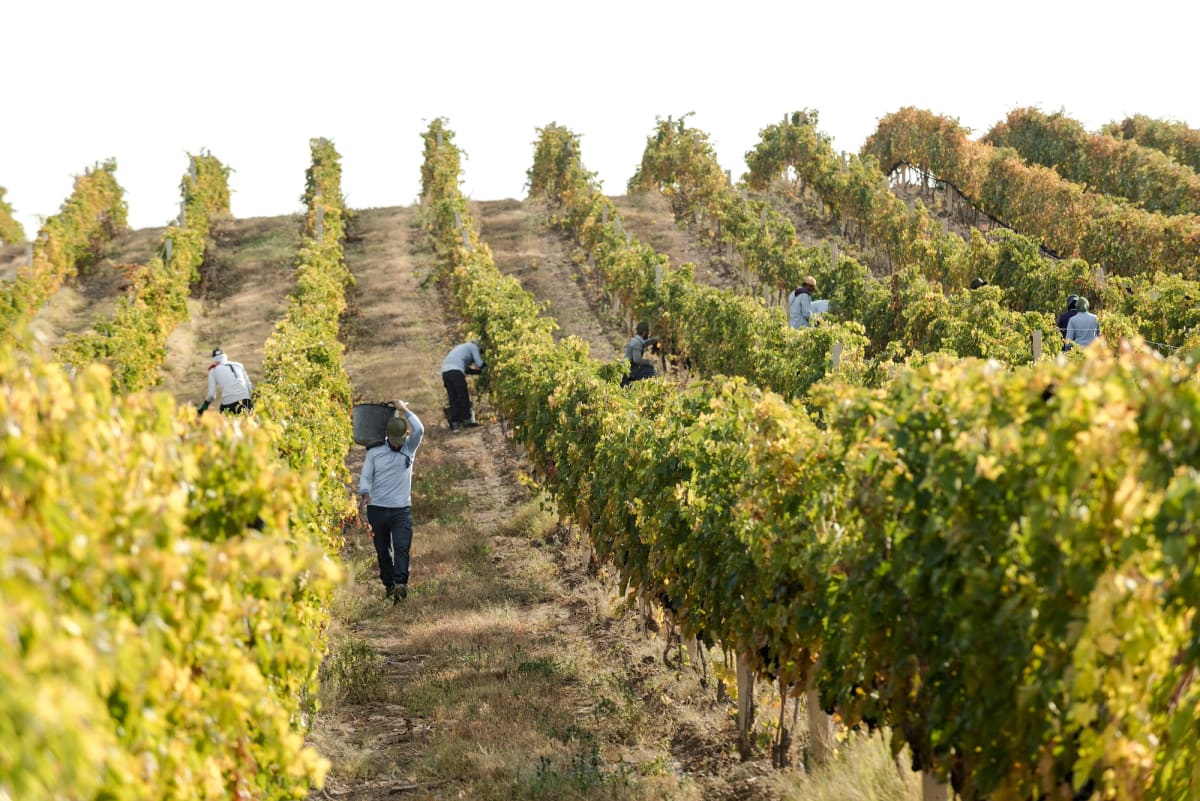 Red grapes growing in vertical vineyard on Armenian mountain plateau under golden sunrise