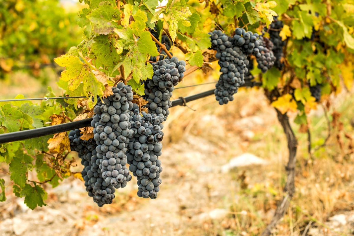 Armenia Revives 6,000-Year-Old Wine Heritage Organically - Image 5