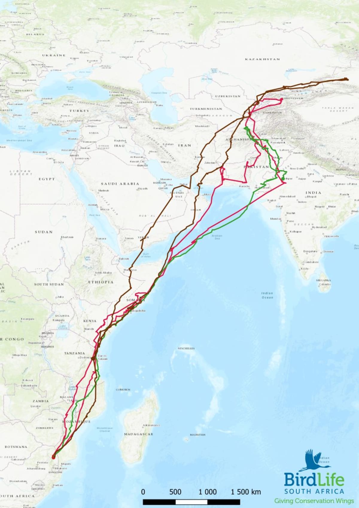 Tiny Birds Build a Bridge Across Three Continents - Image 5