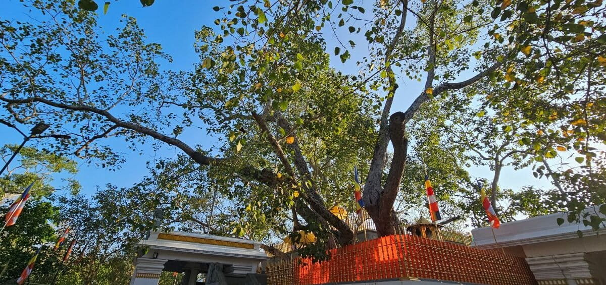 2,300-Year-Old Sacred Tree Arrives in Texas from Sri Lanka - Image 2