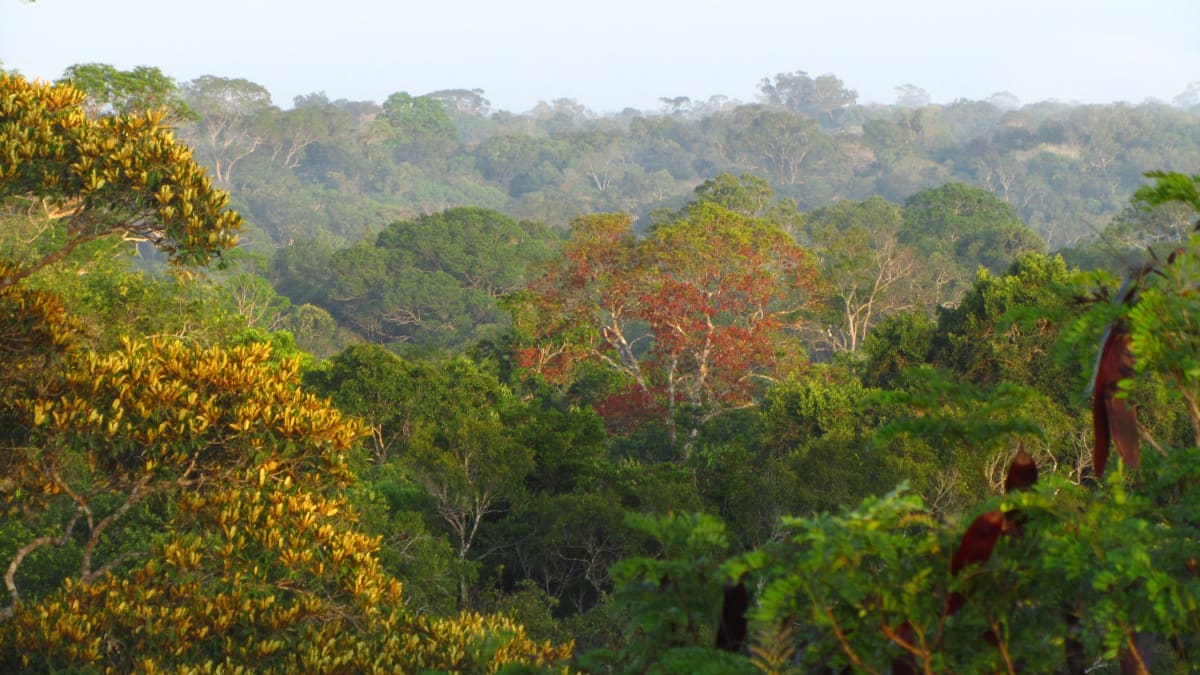 Amazon Tree Rings Reveal New Climate Hope and Challenge - Image 4
