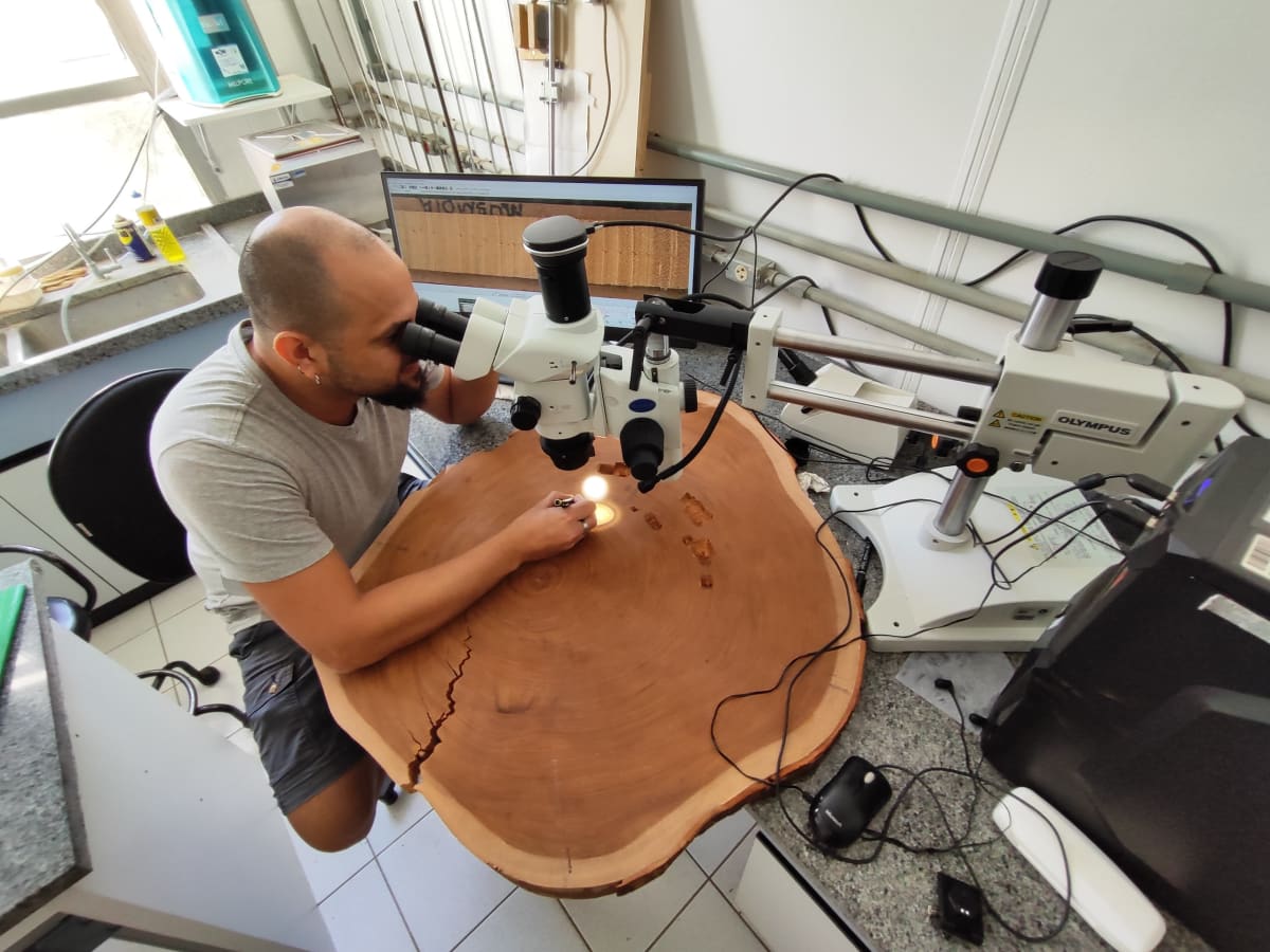 Amazon Tree Rings Reveal New Climate Hope and Challenge - Image 5