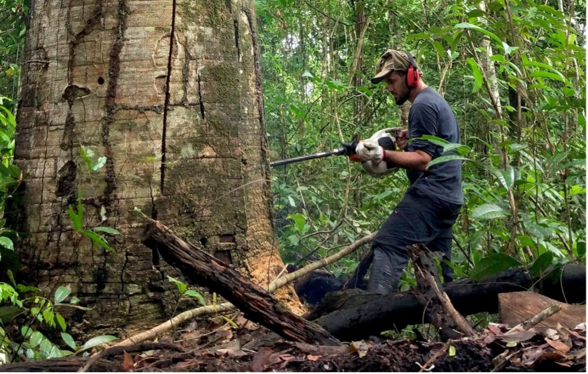 Amazon Tree Rings Reveal New Climate Hope and Challenge - Image 3