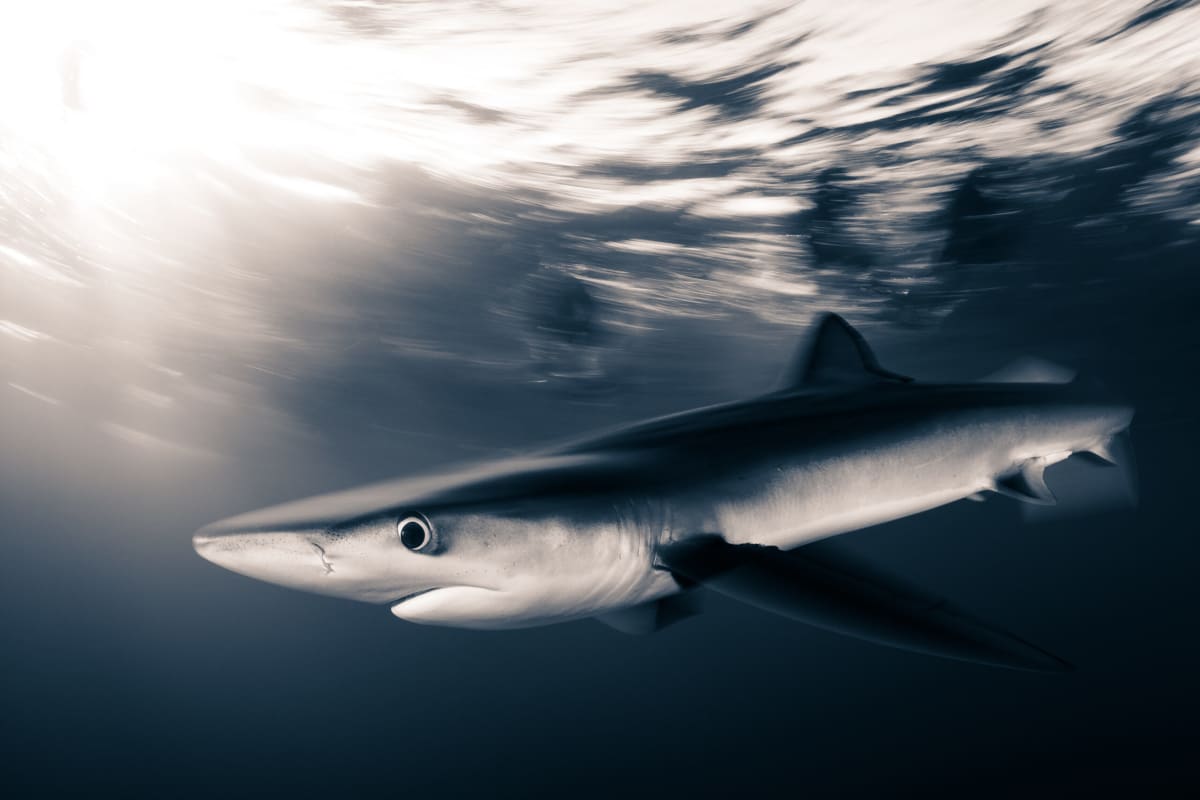 Shark swimming through open ocean waters crossing international maritime boundaries