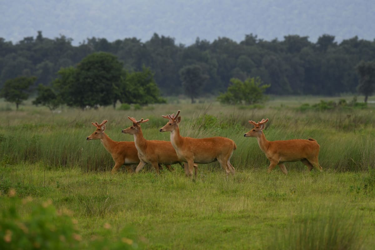 Rare Deer Subspecies Thrives After Relocation in India