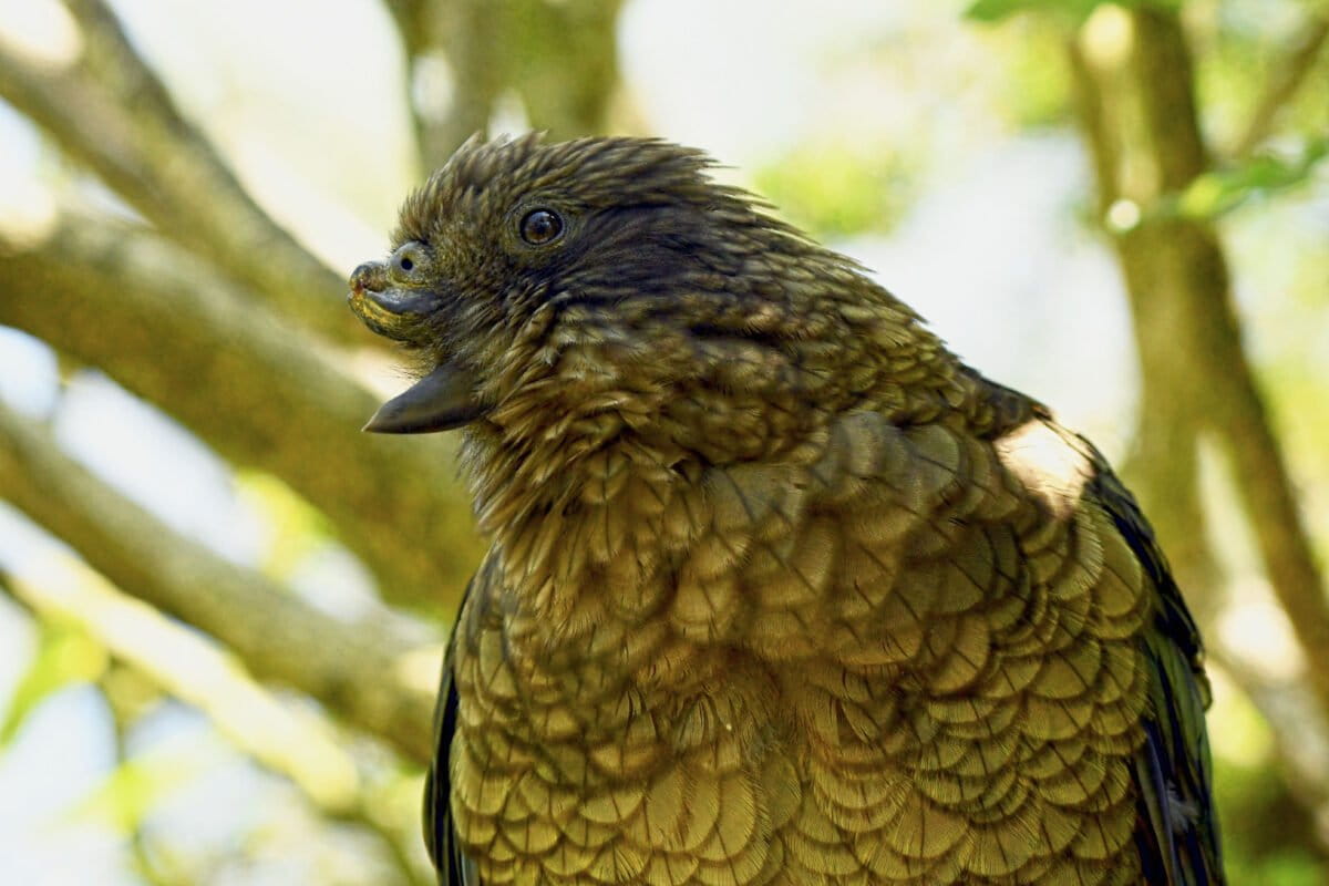 New Zealand Parrot With No Beak Dominates His Flock - Image 2