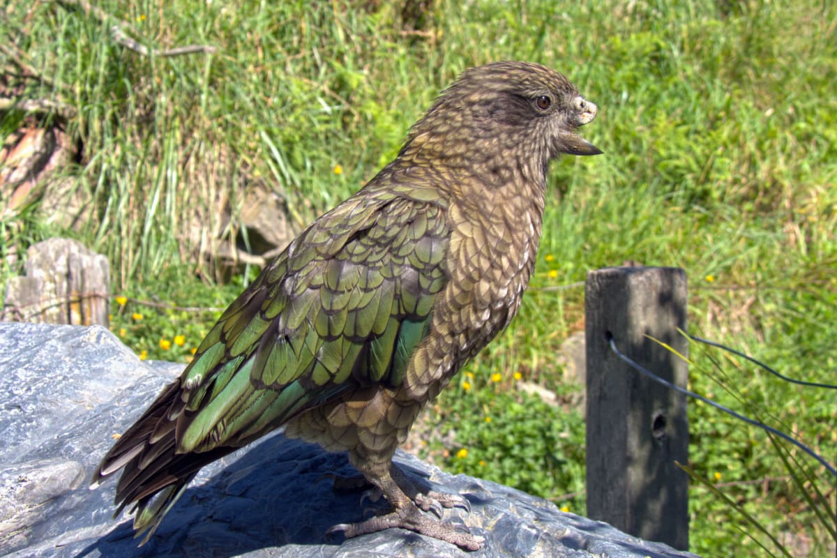 New Zealand Parrot With No Beak Dominates His Flock - Image 4