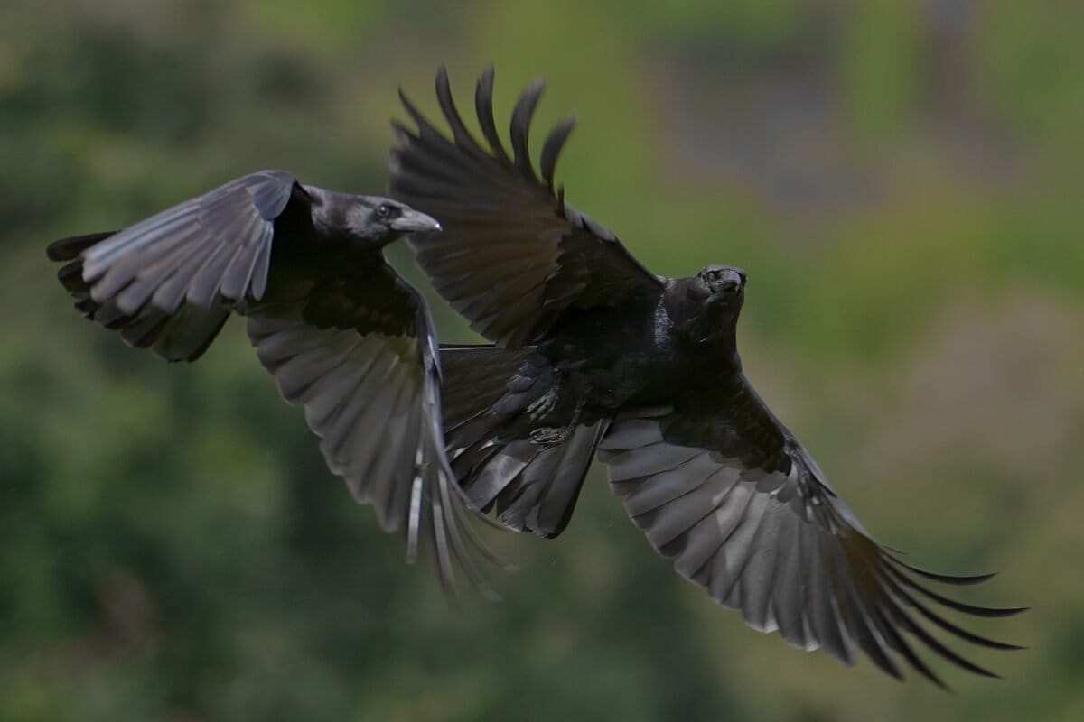 AI Helps Scientists Decode Crow and Whale Communication - Image 2