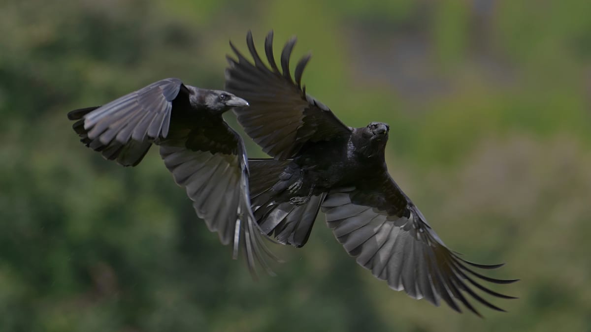 Carrion crow perched on branch in northern Spain where scientists study cooperative breeding communication