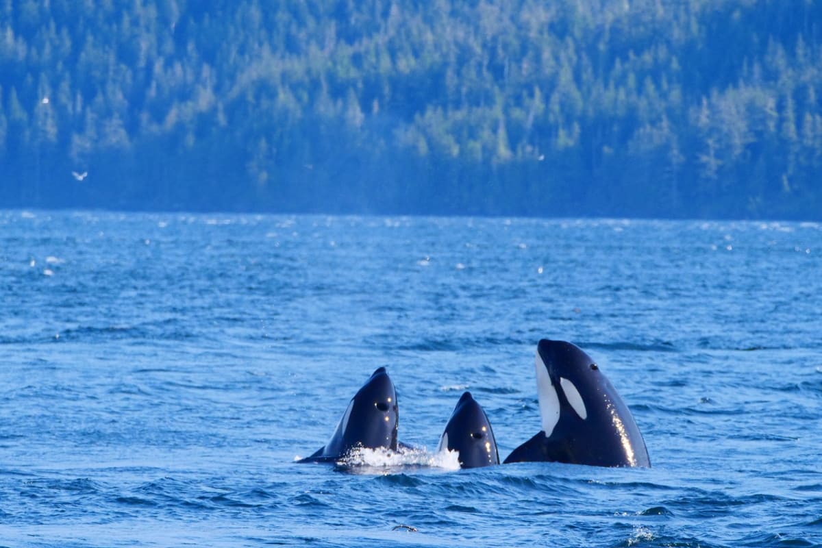 AI Helps Scientists Decode Crow and Whale Communication - Image 5