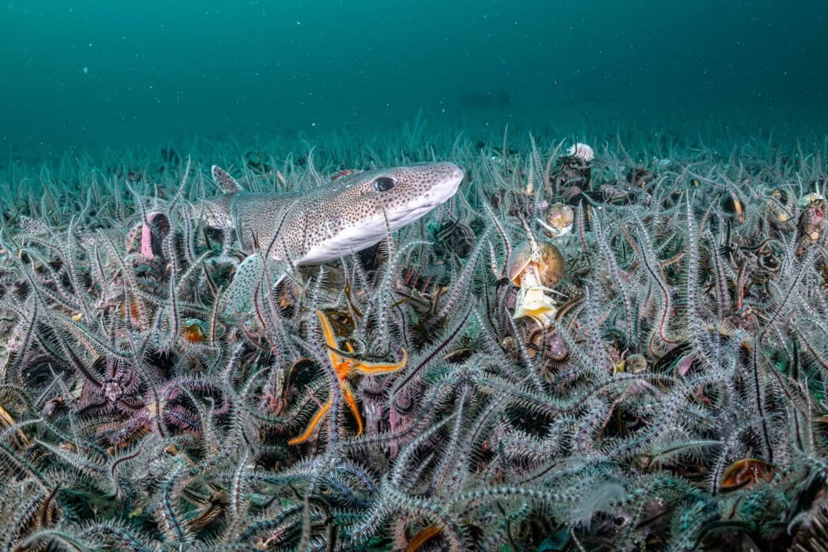 Scotland's Seabed Life Triples After Trawling Ban - Image 2