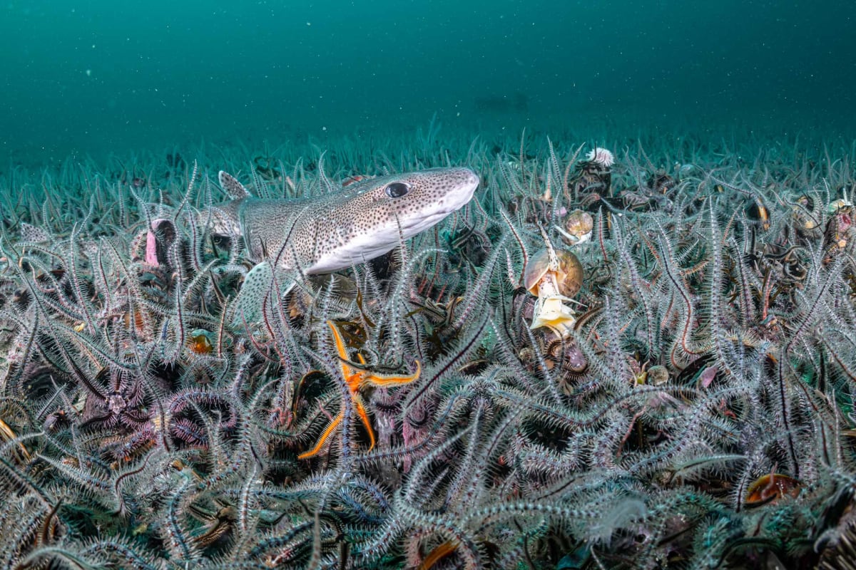 Diverse marine life thriving on Scotland's protected seabed after trawling ban