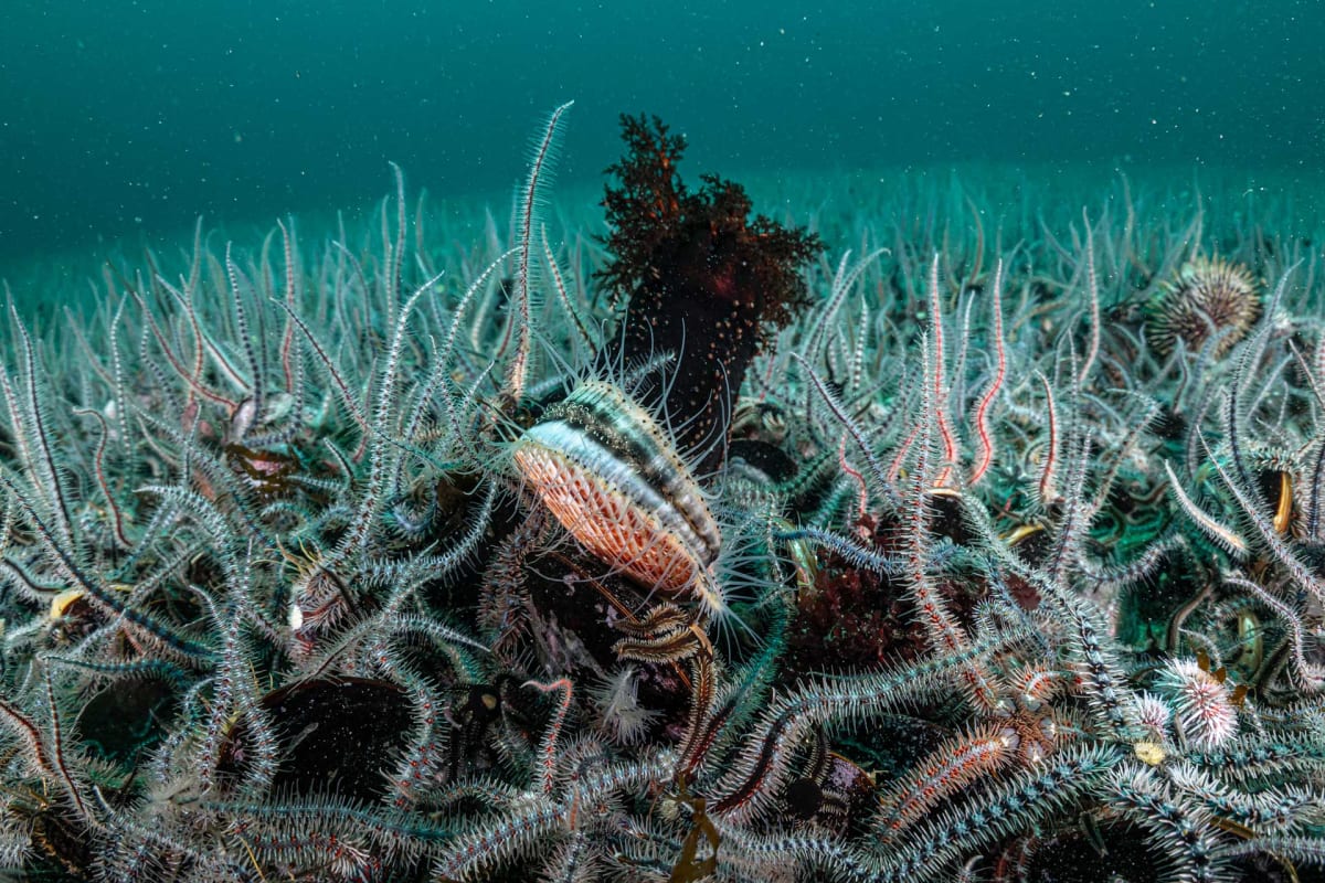 Scotland's Seabed Life Triples After Trawling Ban - Image 4