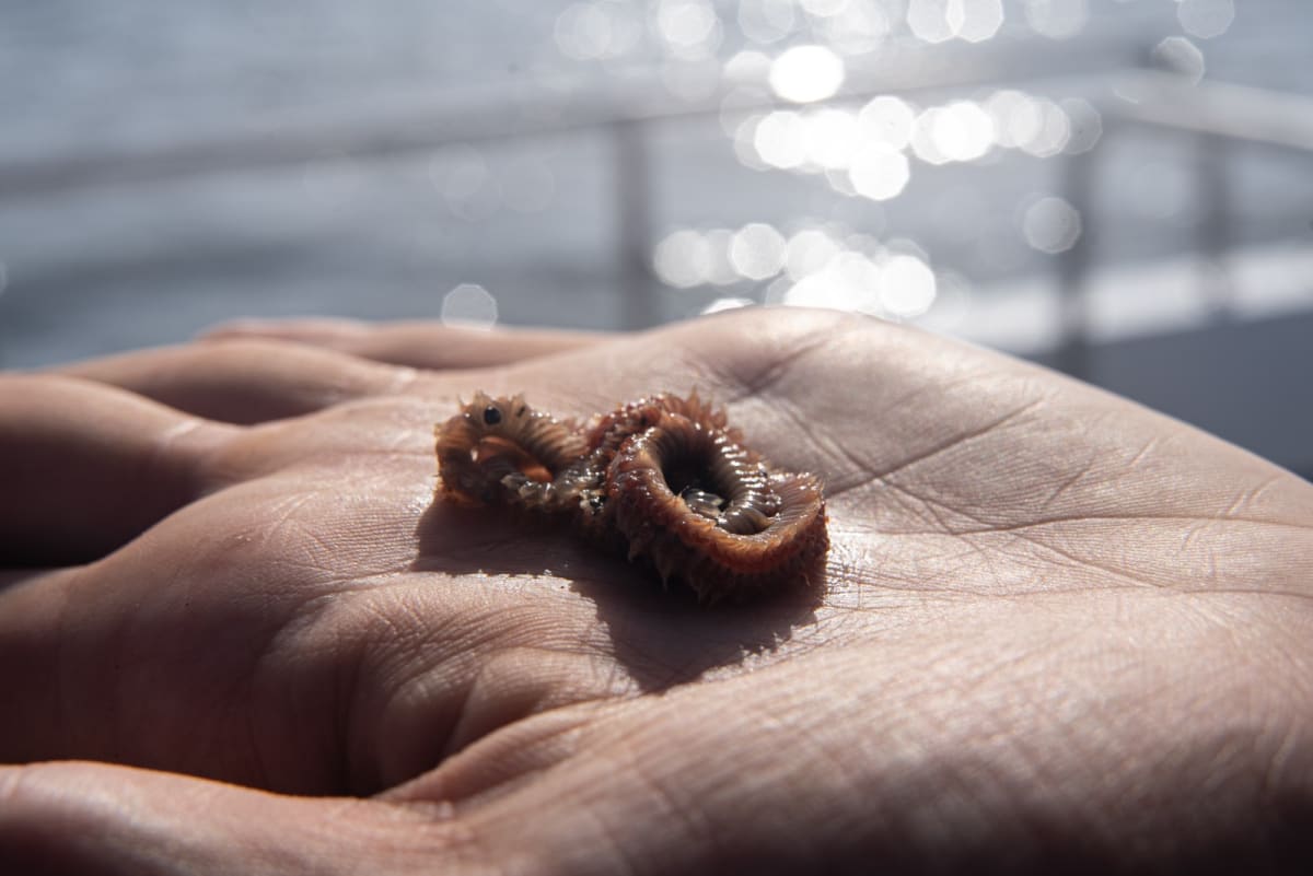 Scotland's Seabed Life Triples After Trawling Ban - Image 5