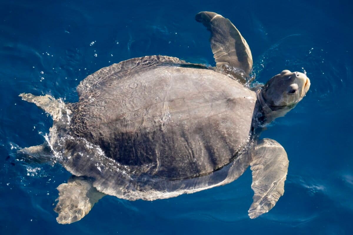 Australia Creates First Sea Country Indigenous Protected Area - Image 2