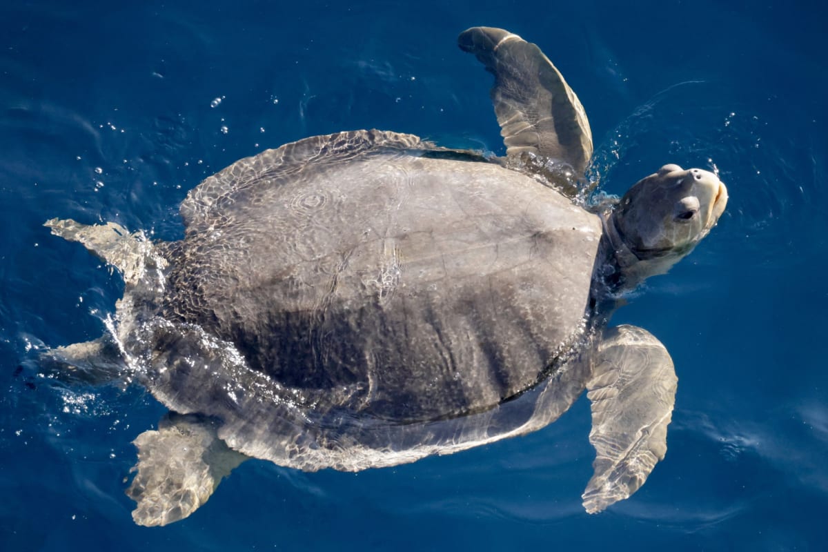 Australia Creates First Sea Country Indigenous Protected Area