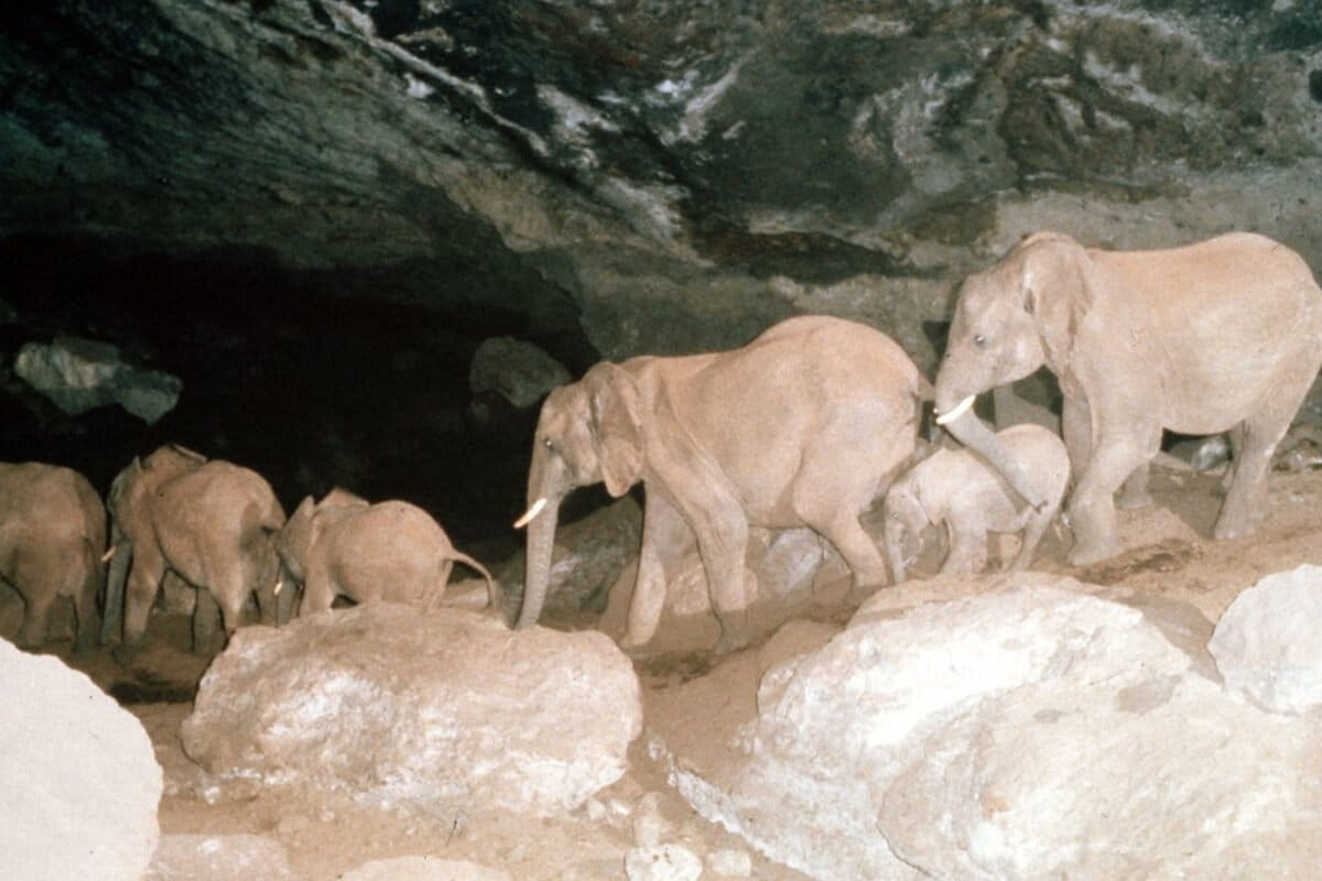 Elephants Return to Uganda After 40 Years Away - Image 5