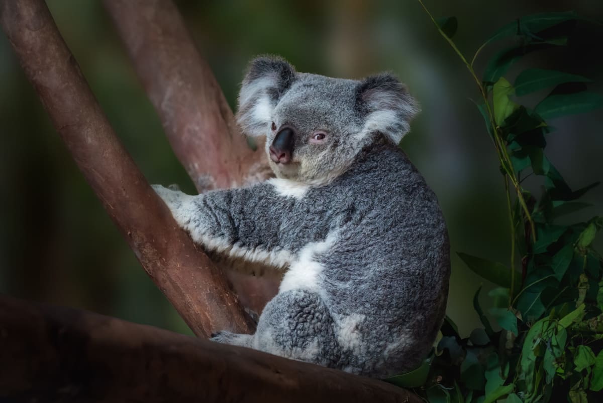 Koala crossing a road in Australia with AI camera monitoring system overhead